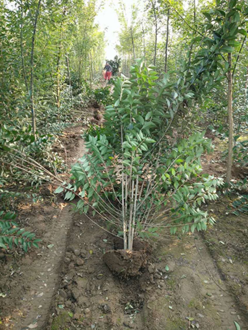 點擊查看詳細信息<br>標題：叢生女貞 閱讀次數：3439